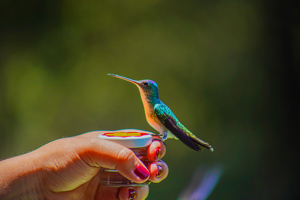 Aventura a Través de la Naturaleza